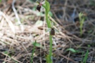 Ophrys levantina x elegans